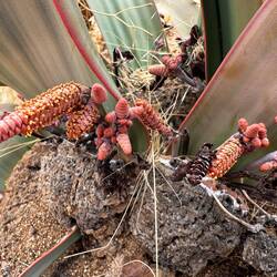 Blüten- und Samenstände