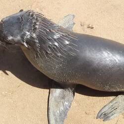 Die Heuler machen ihrer Bezeichnung alle Ehre