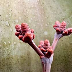 Blüte der Welwitschia