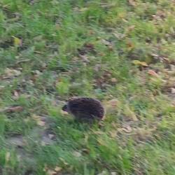 Er lief am Tage über die Wiese