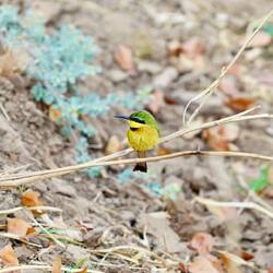 Little Bee eater