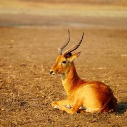 Red Leechwe
