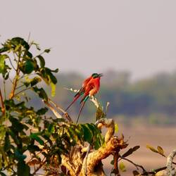 Carmine Bee eater