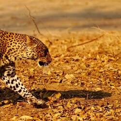 Leopard Ton in Ton