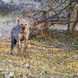 One eared Spotted Hyena