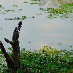 Malachite King Fisher