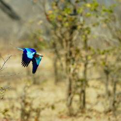 Lilac breasted Roller