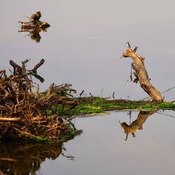 Pied King Fisher
