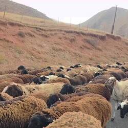 Each sheep is worth up to US$300, so these flocks are more valuable than our combined net worth 😅