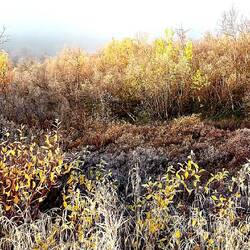 ....begleiten mich..