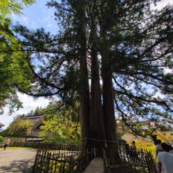 800 Jahre alte Zedern