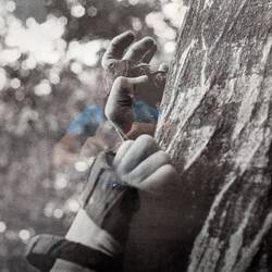 Krallen, um auf den Baum zu steigen