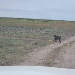 Baboon mum with tiny bebe crossing the track.