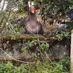 A very noisy goose