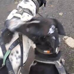 Eris und Mia rennen nach Hause da der Scooter kaputt war