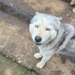 Khaleesi, Raksha und Blanca