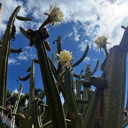 Botanischer Garten in Funchal 🌵