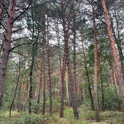 I walked through beautiful pine forest for most of my walk today.