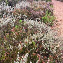 Beautiful foliage along the trail