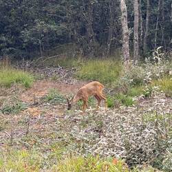 This deer is the first wildlife I've spotted on the trail.