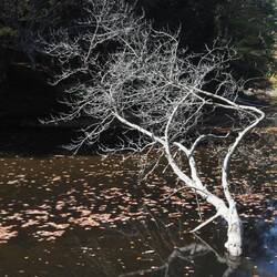 Les was packing up the LF camera when he spotted this dead tree, had to unpack and get a last photo.