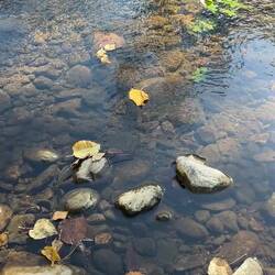Floating leaf on the Mascoma River