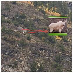 2 Schneeziegen am Mt. Wilson