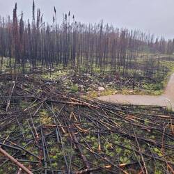 Erster Eindruck des im August 2024 wütenden Waldbrand