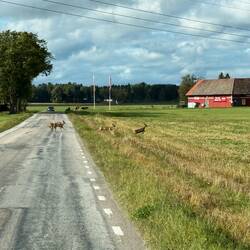 Rehe kreuzen unseren Weg 🦌🦌🦌🦌