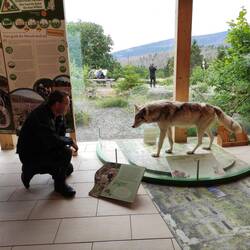 Marco, der mit dem Wolf spricht