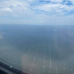 Ölpalmen statt Regenwald 😢