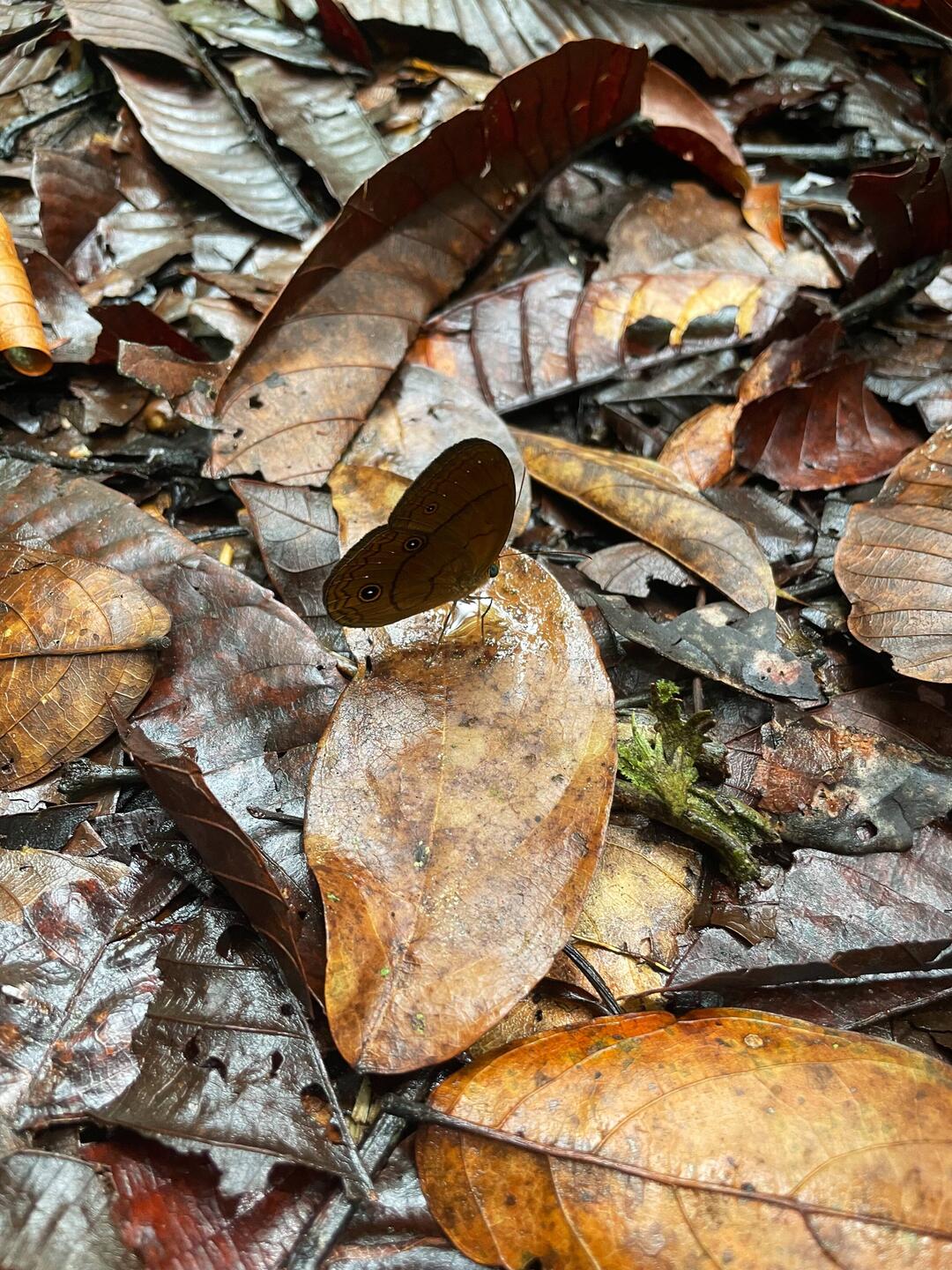 Nur Blätter oder auch ein Schmetterling? 😉