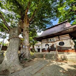 Der Baum ist irre: die beiden sind oben zusammen gewachsen