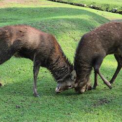 Die Männchen müssen auch mal ihre Kräfte messen