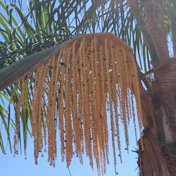 Bienen sind unentbehrlich