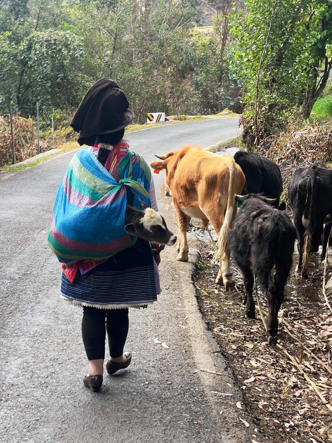 This lady carries this calf as if it were her baby!