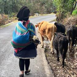 This lady carries this calf as if it were her baby!