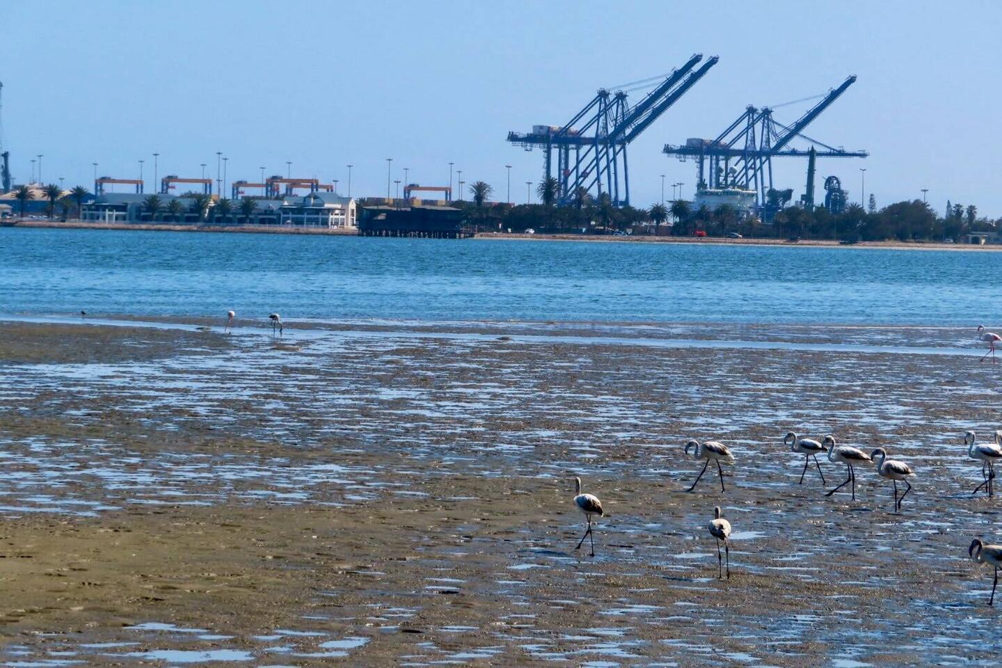 Flamingokolonie am Walfish Bay