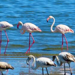 Alt- und viele Jungvögel (grau)