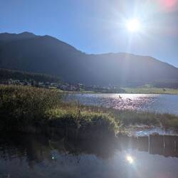 Fliegende Schwäne im Gegenlicht