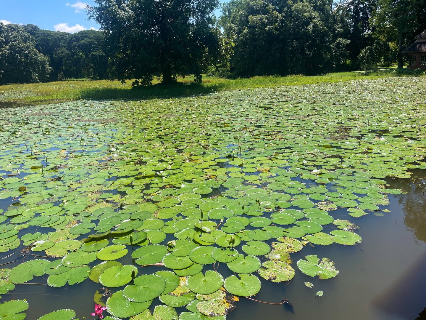Lovely lily pads with lotus flower