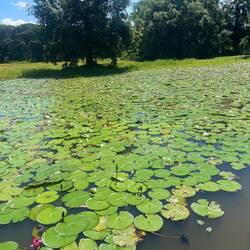 Lovely lily pads with lotus flower