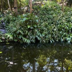 Flutist in the background