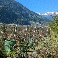 Die Ernte ist im vollem Gange