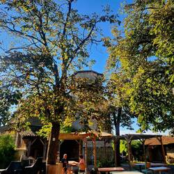 Coffee stop outside a chow here trees starting.to tirn