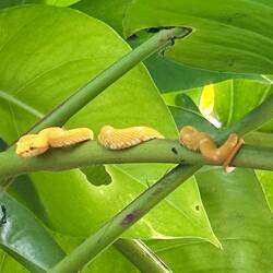 Yellow Eyelash Snake (Greifschwanz-Lanzenotter, sehr giftig)