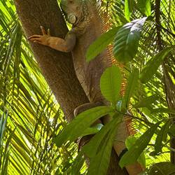Leguan