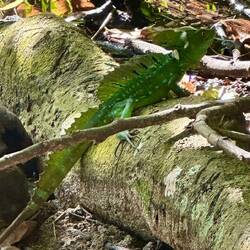 Grüner Stirnlappen-Basilisk