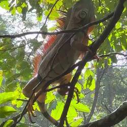 Leguan und Basilisk (Brüllaffen sind zu hören)