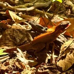 Brauner Streifenbasilisk